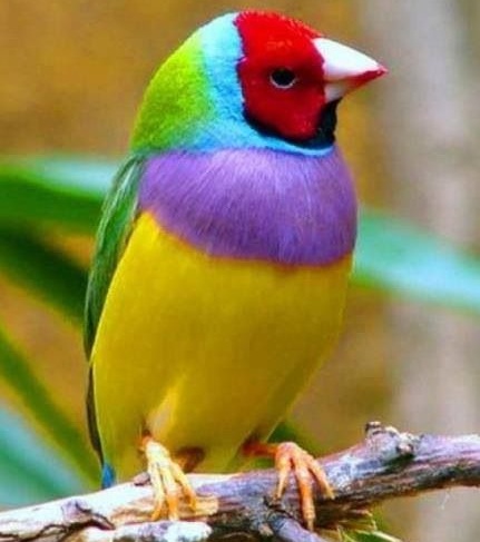 Colourful finch